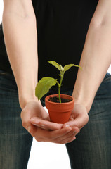 pousse d'un arbre, symbole de la protection de la nature