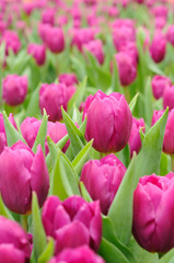 Purple tulips
