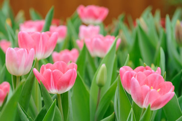 Pink tulips