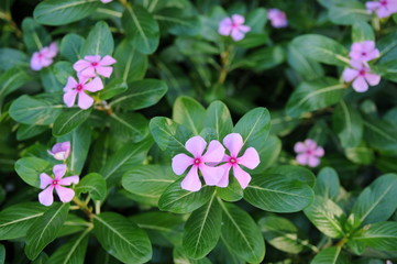 Pink periwinkle flowers