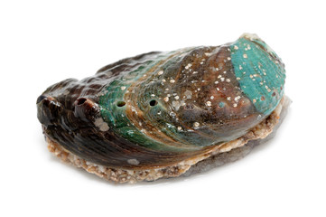 Raw abalone