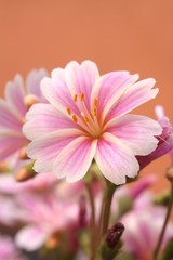 Fototapeta premium Blume