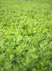 green leaves