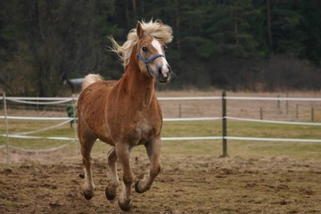 Obraz premium galoppierender Haflinger