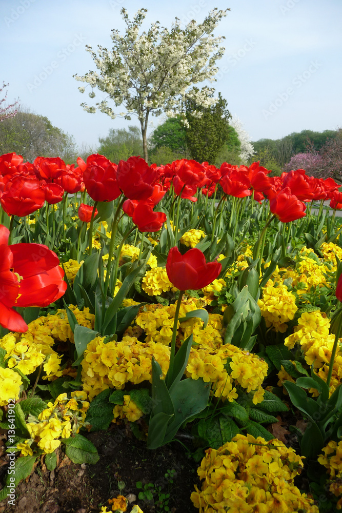 Sticker tulips in valentines park 4