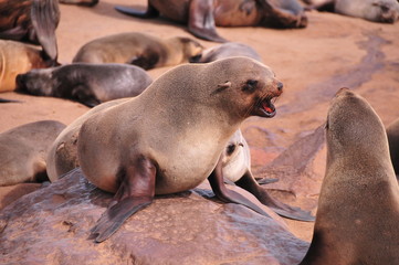 Otarie Namibie &agrave; Cap Cross