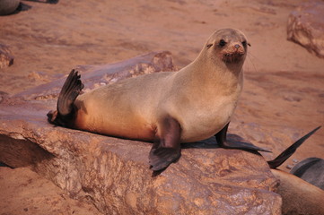 Obraz premium Otarie Namibie à Cap Cross