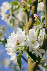 Apfelblüten