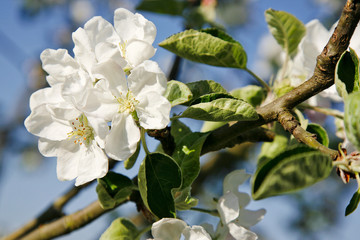 Apfelblüten