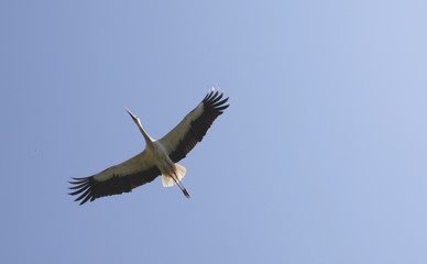 Fototapeta premium cigogne ailes déployées