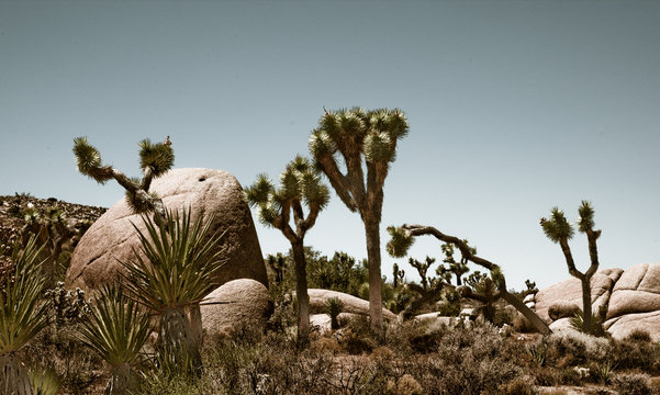 JOSHUA TREE NTL PARK_CALIFORNIA