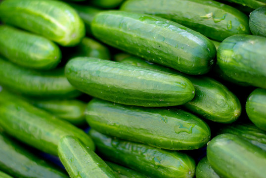 Zucchini
