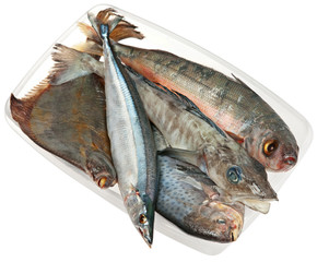 Fish group