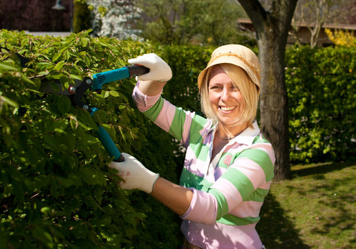Woman cutting a hedge