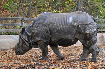 Nashorn