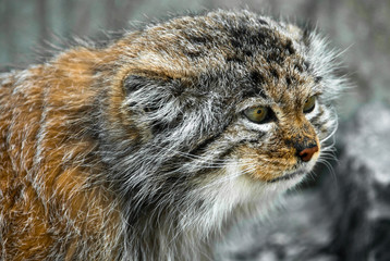 Obraz premium Pallas Cat (lat. Felis manul)