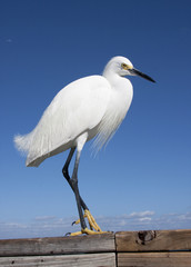 Snow egret