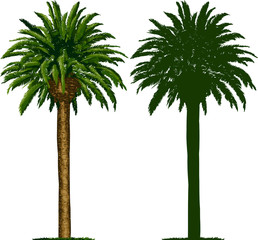 Naklejka premium California Palm Tree and Silhouette