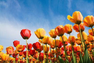 Obraz premium Tulpen