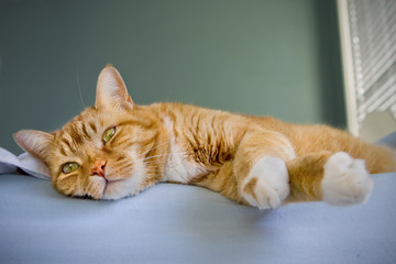 Cat relaxing on bed