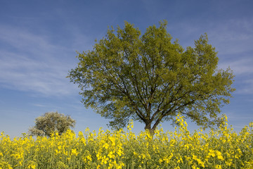 Baum und Rapsfeld