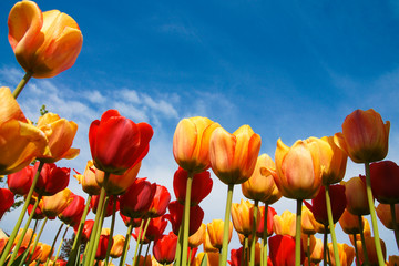 tulpen