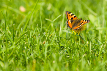 Aglais urticae, Small Tortoiseshell