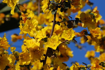 fleur jaune et azur