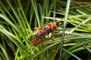 Vespa crabro