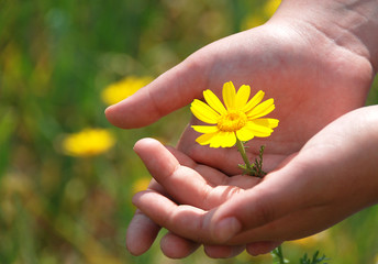 Flower in  hands