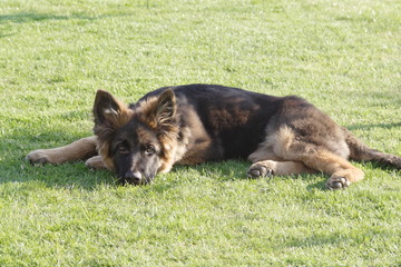 4 month old alsatian resting on grass