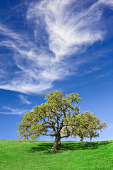 Oak and Cloudscape