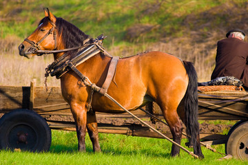 Obraz premium horse