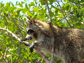 Waschbär