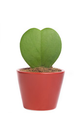 growing heart isolated