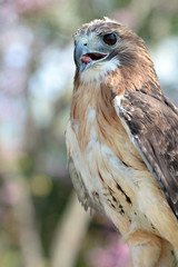 Red tail hawk