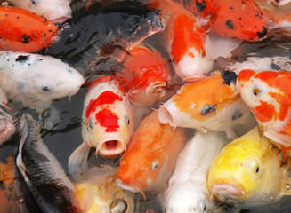 Obraz na płótnie Canvas ryba karp w basenie z bliska