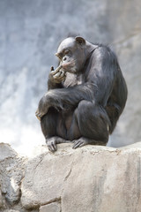 Chimpanzee 2595