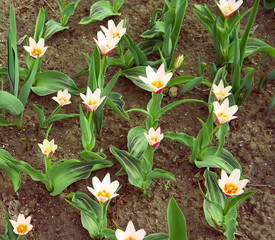white and red small flowers