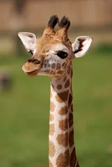 Crédence de cuisine en verre imprimé Girafe chiot girafe