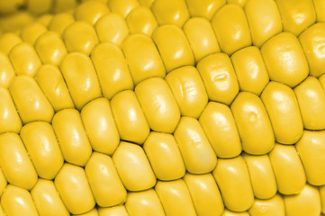 yellow corn cobs