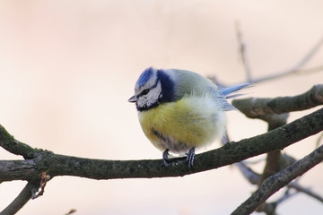 Blue tit