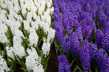 A bed of colorful white and purple hyacinths