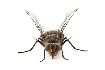 fly