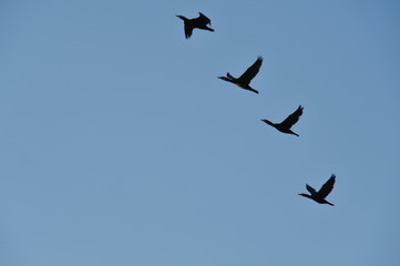 Zugvögel