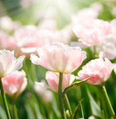 Obraz na płótnie Canvas soft pink tulip