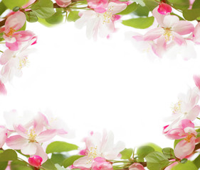 spring blossoms frame£¬leave space for text.