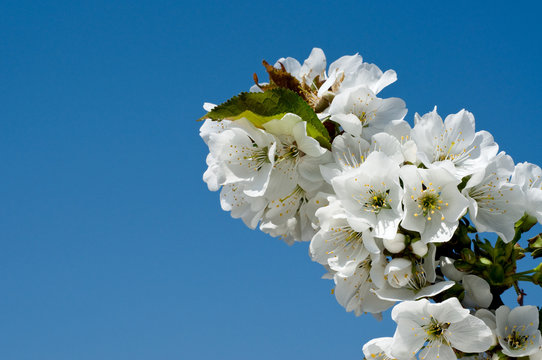 Flower branches