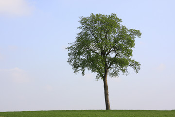 lonely tree