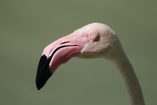 Flamingo a head